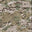 MultiCam