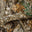 Realtree